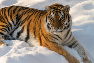 Wall Mural - beautiful  Siberian tiger laying in snow