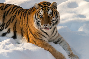 Poster - tiger in snow with mouth open, tongue out 