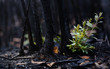 New leaves grown after forest was burn. rebirth of nature after the fire..Global warming/Ecology concept background.