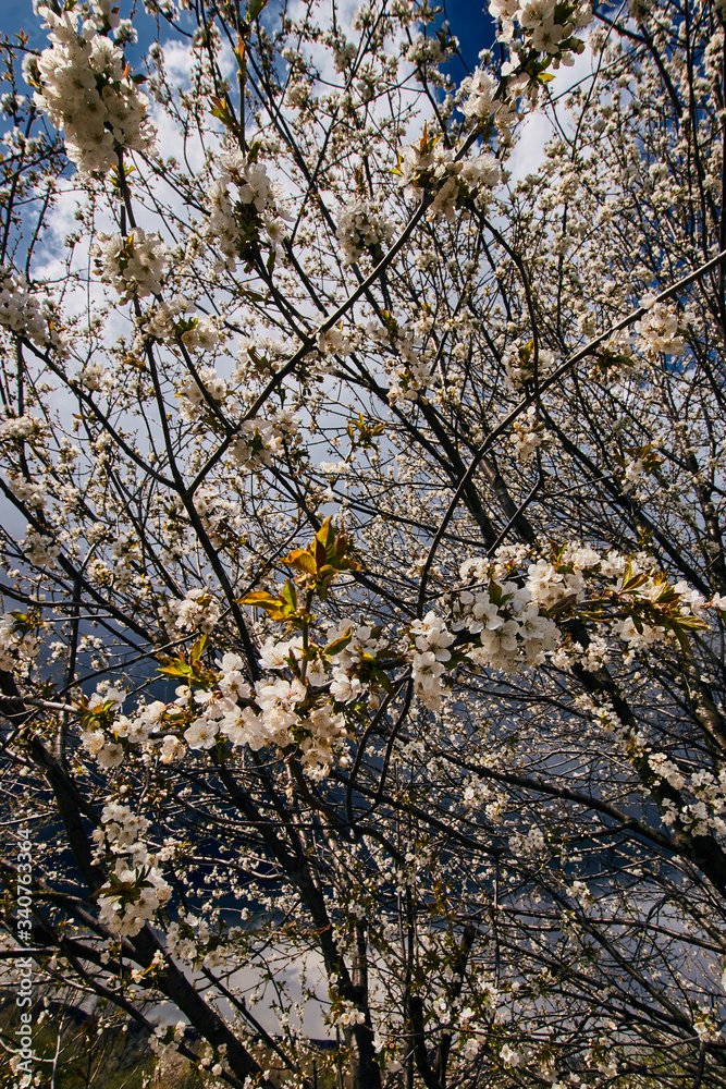 Białe kwitnące drzewa, gałęzie dziko rosnące przy polnej drodze w tle burzliwe niebo - obrazy, fototapety, plakaty 