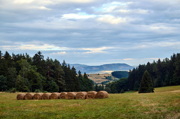 Wall Mural - Rural landscape with a meadow and forest in the mountains in Poland.