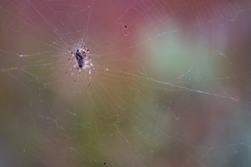 spider on web