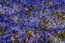 Veronica Speedwell Ground Cover In Full Bloom With Tiny Blue Flowers
