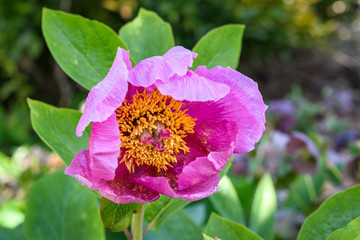 Closeup of a pink Peony flower in full bloom
