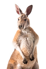 Wall Mural - red kangaroo isolated on white background studio shot