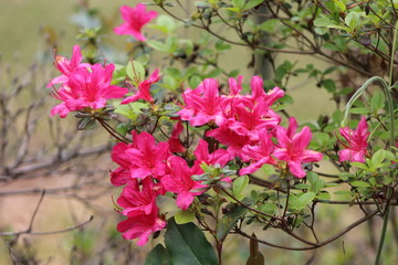 flower garden in the park