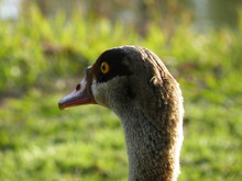 Egyptian Goose. Close Up Of The Head Of An Egyptian Goose. Portrait, A Side, Back Clear View, Eyes Looking Forward. Sharp Focus With Blurred Green Background