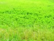 © 史恵 堤 - 日本の田舎の風景　6月　初夏の草叢