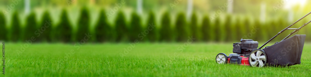 Lawn mower cutting green grass in backyard, mowing lawn, green thuja trees on background with copy space - obrazy, fototapety, plakaty 