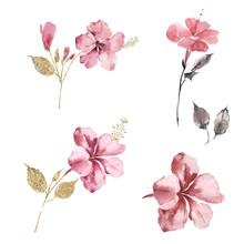 Chinese Painting Hibiscus Flowers Set. Watercolor Illustration. Pink And Gold.