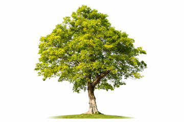 Wall Mural - big tree isolated on white