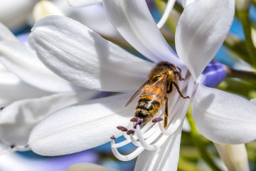 Bee collecting nectar from an Agapanthus flower on a sunny morning