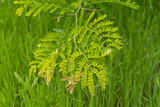 Fototapeta Desenie - New leaves on a tree branch against the background of grass in the park sunny day.
