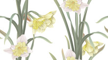 Floral Seamless Pattern, Daffodil Flowers With Leaves On White