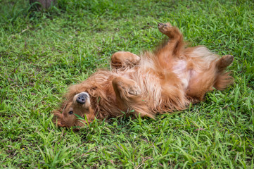 Golden retriever standing on the grass and rolling