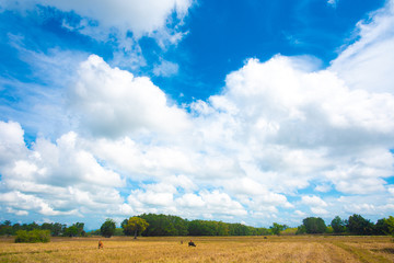 Wall Mural - BLUE SKY AND WHITE CLOUDS.