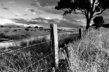 Black and white photo of from an Australian field, Hunter Valley