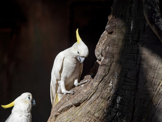 Wall Mural - Close up Yellow Crested Cockatoo Perched on Branch Isolated on Background