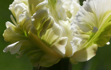 Wall Mural - Beautiful closeup of the outside of a tulip Flower in the perennial Cottage garden showing the light playing with the White and green frilly petals.