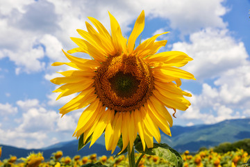 Wall Mural - Beautiful sunflowers in a sunny day