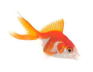 Canvas Print - red goldfish in aquarium