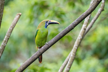 Wall Mural - Aulacorhynchus prasinus, Emerald toucanet The bird is perched on the branch in nice wildlife natural environment of Costa Rica