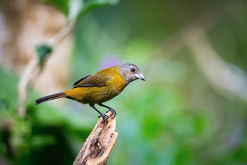 Wall Mural - The Scarlet-rumped tanager, Ramphocelus passerinii The bird is perched on the branch at the beautiful flower in the rain forest America Costa Rica Wildlife nature scene. green background..