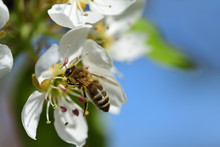 Close-up Of A Hardworking Honey Bee In Spring Looking For Food On A Pear Tree In A Blossom