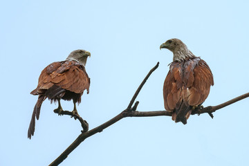 Wall Mural - Brahminy kite