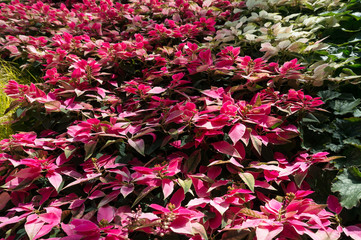 Poster - Colorful foliage nature background in pink and green tones