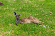 Australian Kangaroo Wild Animal Lying In The Grass
