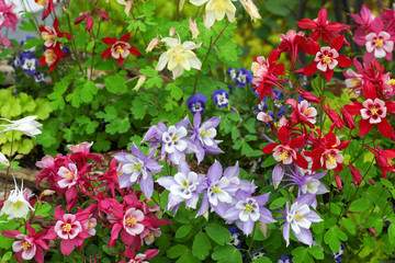 Wall Mural - Colorful Aquilegia flowering in the perennial Cottage garden