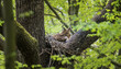 Eurasian Eagle Owl Bubo Bubo sitting sitting on a nest in the tree crown with cubs and guarding, wildlife photo.