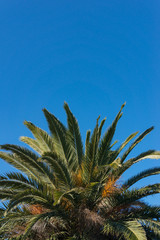 Poster - Green palm tree canopy with lush foliage