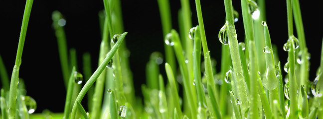 water drops of dew on young sprouts of wheat super macro