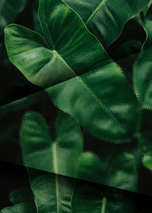 Wall Mural - Tropical leaves background