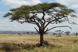 Fototapeta Sawanna - acacia tree in the savannah