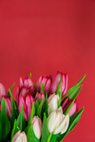 Fototapeta Tulipany - Spring seasonal flowers tulips on a plain background