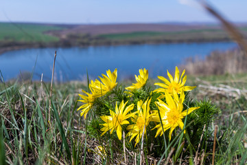 Wall Mural - yellow flowers on the field