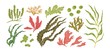 Set of colorful hand drawn edible algae vector graphic illustration. Collection of different aquatic plants isolated on white background. Natural drawing botanical seaweed