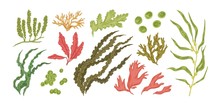 Set Of Colorful Hand Drawn Edible Algae Vector Graphic Illustration. Collection Of Different Aquatic Plants Isolated On White Background. Natural Drawing Botanical Seaweed