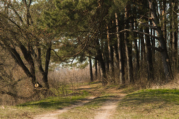 The road through the coniferous forest