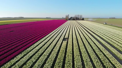 Wall Mural - Aerial drone flying over beautiful colored tulip field in Netherlands. Drone view of bulb Agriculture fields with flowers.  Fly over Dutch polder landscape multi colored tulip fields spring landscape 