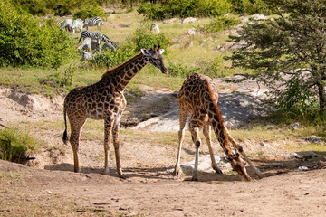 two giraffes in the Masai Mara savannah at a salt lick