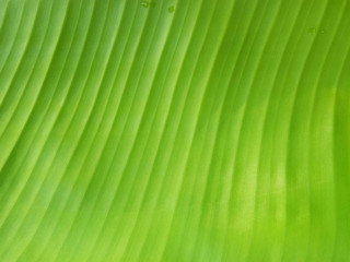 Banana leaf texture background in the green style