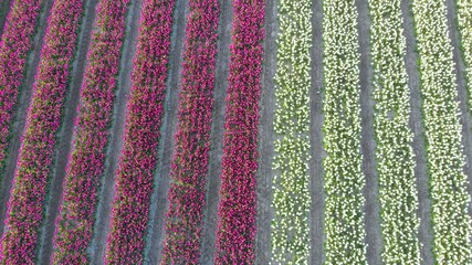 Wall Mural - Aerial drone flying over beautiful colored tulip field in Netherlands. Drone view of bulb Agriculture fields with flowers.  Fly over Dutch polder landscape multi colored tulip fields spring landscape 