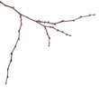 © toomler - dry apricot tree branches on a white background