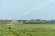 Rollaway Automatic Sprinkler Watering Gun Irrigating Farmer's Field In Spring Season.