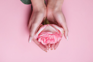 Woman hands holding rose flower on pink background