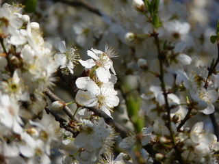 Blossoming flowers of fruit tree domestic plum Prunus sp. in spring garden with blurred background